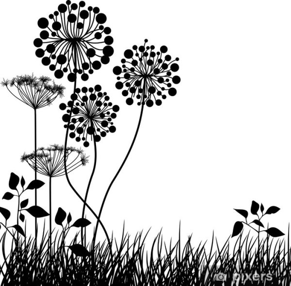 Борщевик ядовитый