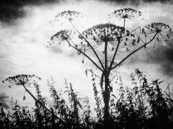 Борщевик Сосновского рисунок