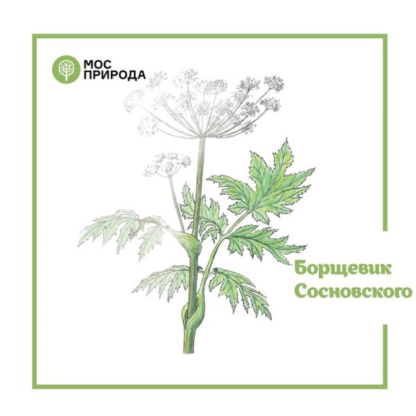 Борщевик Сосновского