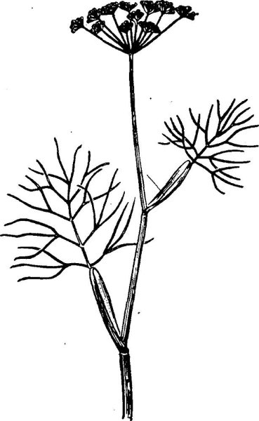 Борщевик Сосновского рисунок