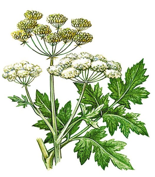 Ярославцев Анатолий Иванович офорт