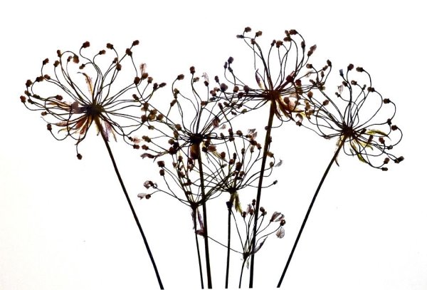 Борщевик Ботаническая иллюстрация