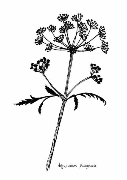 Амми большая микроскопия