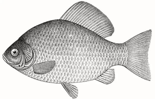 Карась раскраска для детей