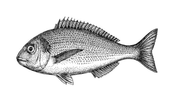 Лещ набросок