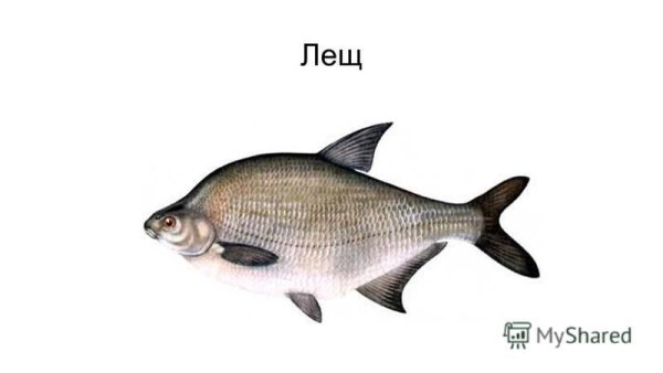 Лещ на прозрачном фоне