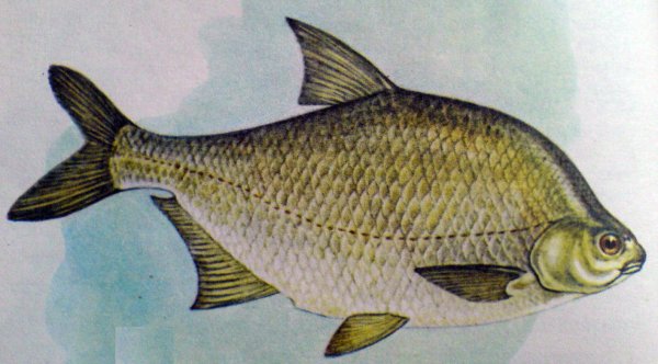 Лещ гравюра