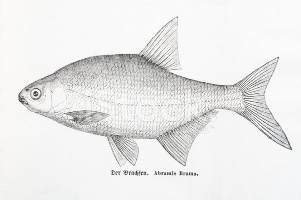 Карась раскраска