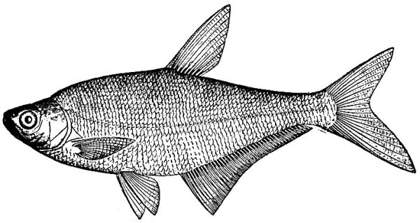 Карась раскраска для детей