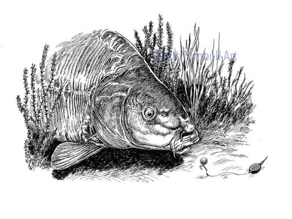 Рыба контур