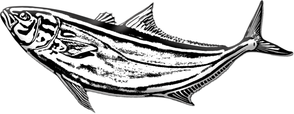 Карась эскиз