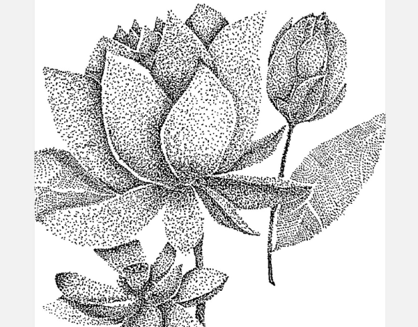 Пуантель Графика