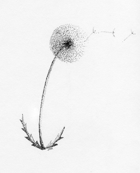 Одуванчик карандашом