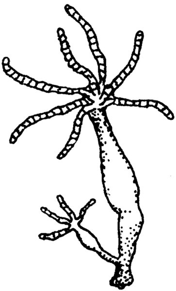 Гидра обыкновенная биология