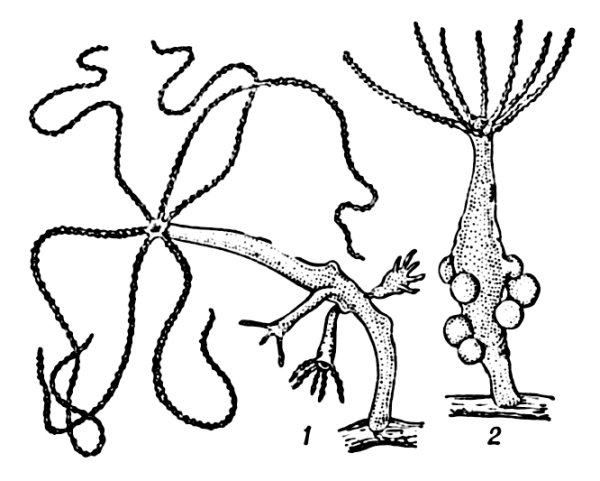 Почкование гидры рис
