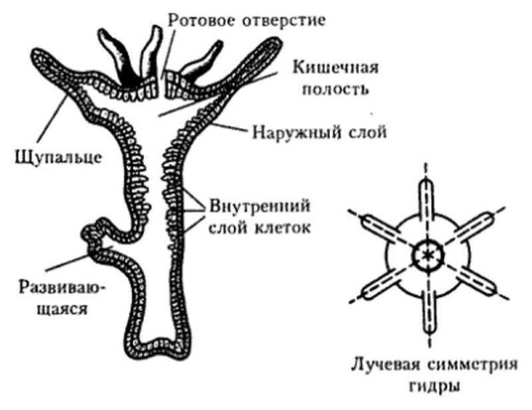Схема строения кишечнополостных