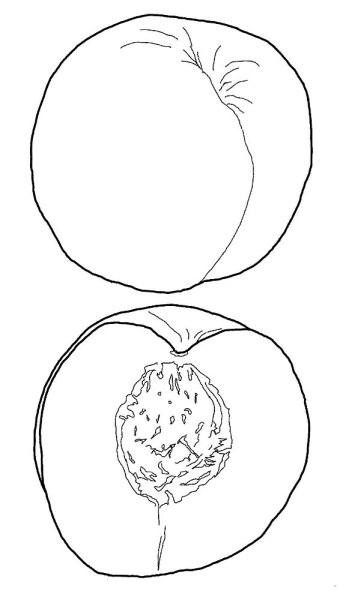 Персик раскраска