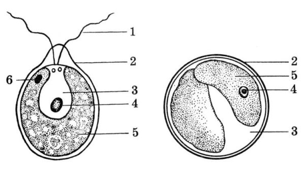 Хламидомонада и хлорелла рисунок