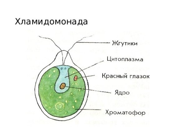 Строение водоросли хламидомонады