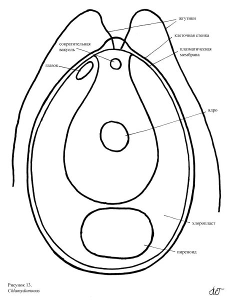 Рисунок водоросли хламидомонада