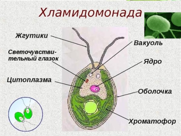 Схема строения клетки хламидомонады