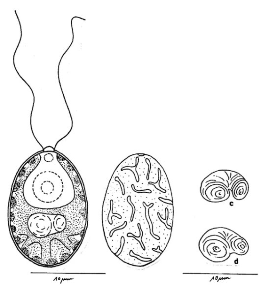 Хламидомонада раскраска