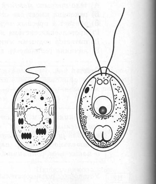 Хламидомонада это бактерия