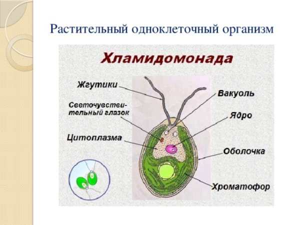 Одноклеточная водоросль хламидомонада