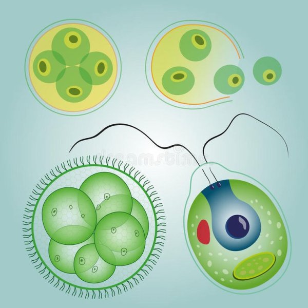 Вольвокс и хламидомонада