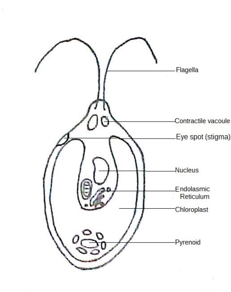Стигма у хламидомонады