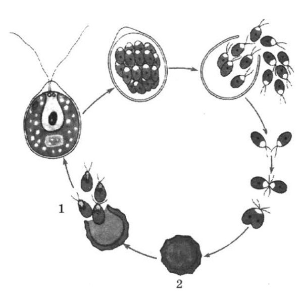 Цикл развития хламидомонады