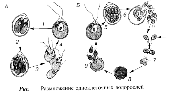 Жизненный цикл хламидомонады рисунок