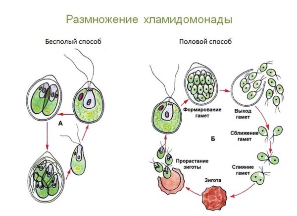Половое и бесполое размножение водорослей