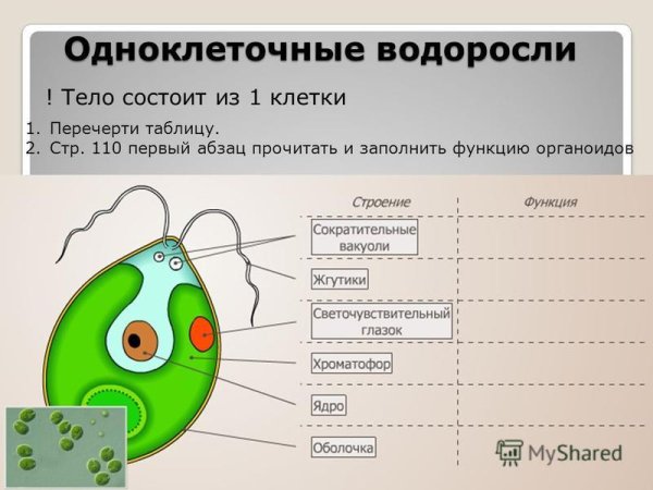 Строение клетки водоросли хламидомонады 5 класс