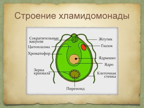 Отдел зеленые водоросли хламидомонада