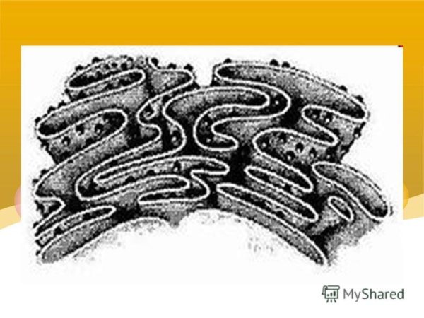 Рисунок эндоплазматической сети клетки