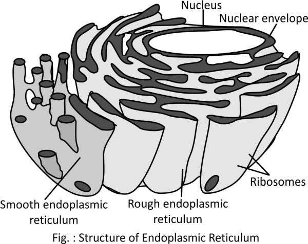 Endoplasmic reticulum