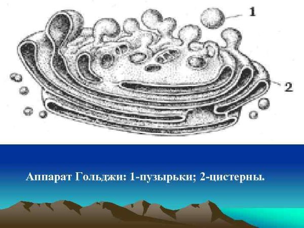 Аппарат Гольджи и эндоплазматическая сеть рисунок