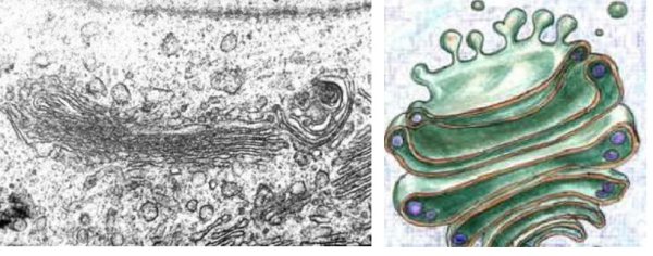 Аппарат Гольджи электронная микроскопия