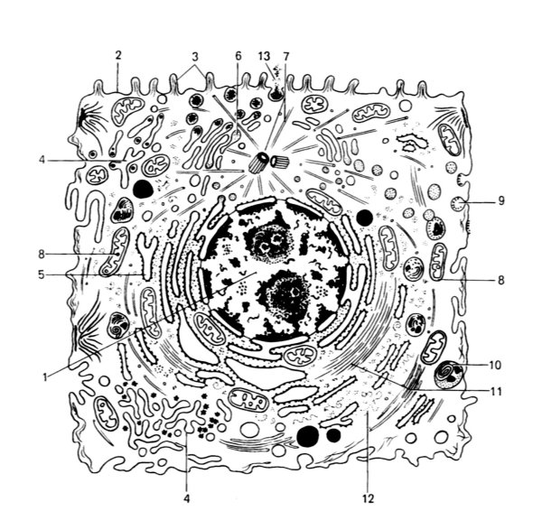 Строение эукариотической клетки гистология