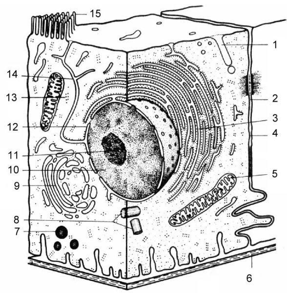 Схема строения эукариотической клетки рисунок
