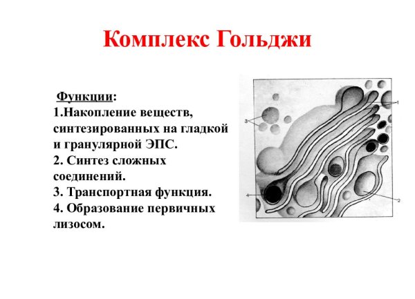 Аппарат Гольджи строение и функции