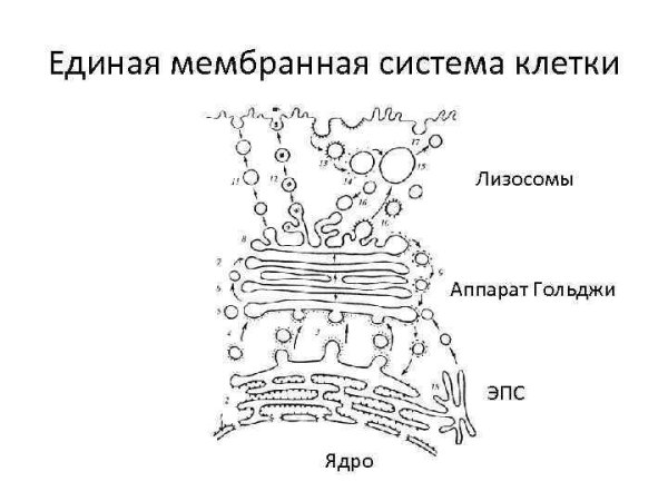 ЭПС И аппарат Гольджи