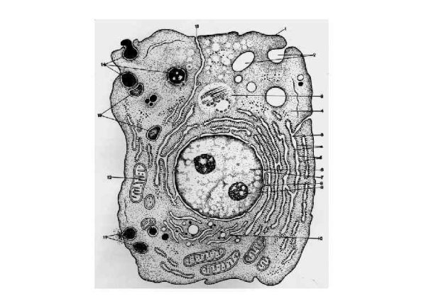 Строение клетки гистология