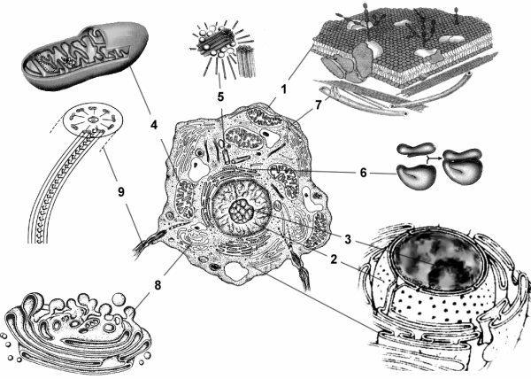 Строение органеллы