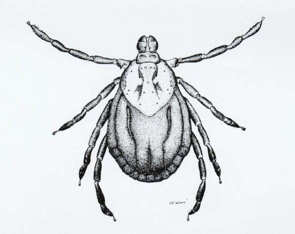 Клещи рода Dermacentor pictus