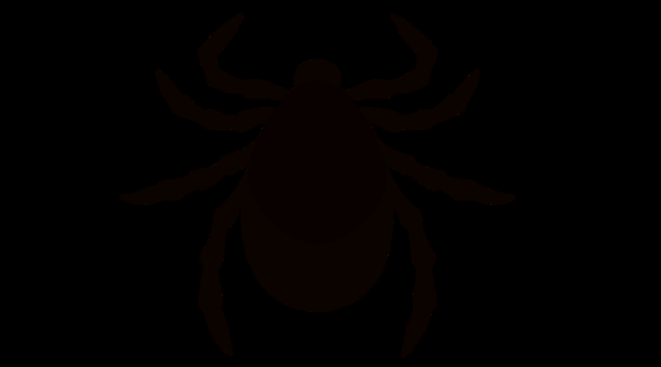 Клещ без фона