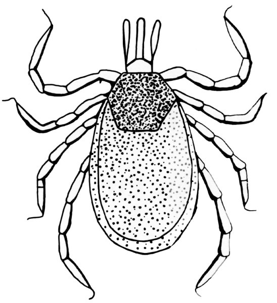 Ixodes persulcatus рисунок