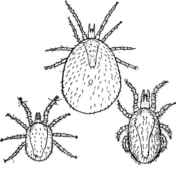 Куриный клещ (Dermanyssus gallinae)