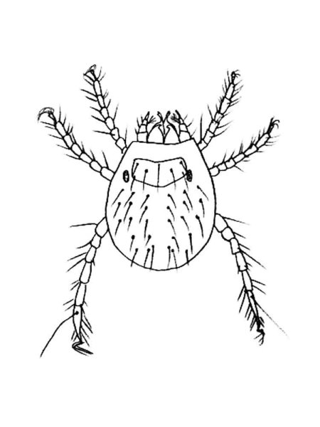 Клещ рисунок